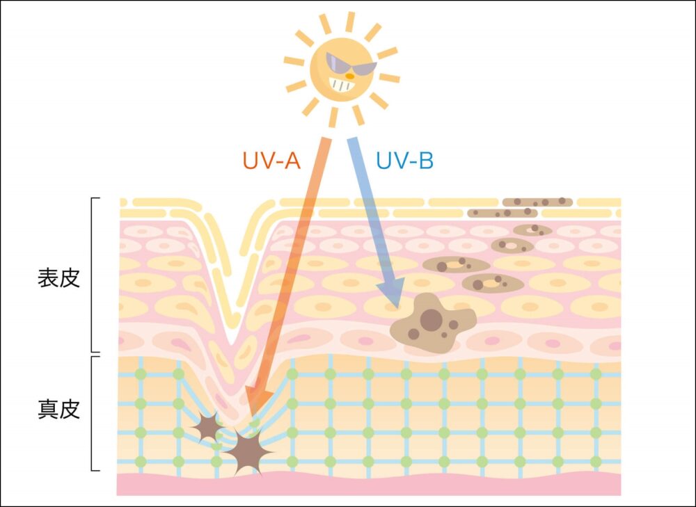 UVAとUVB