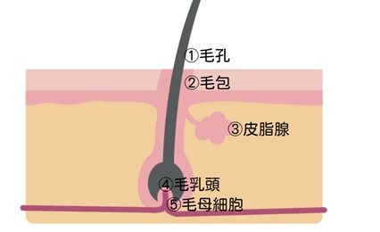 毛の断面