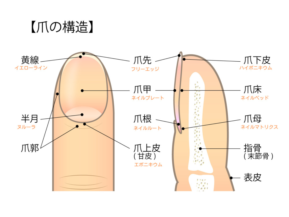 ツメの部位 名称